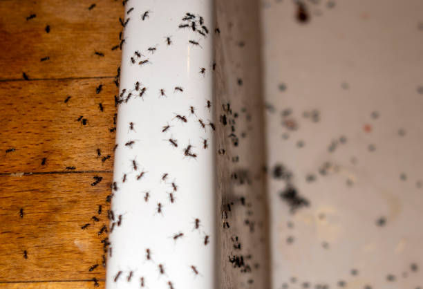 Bellmead, TX Pest Control Company