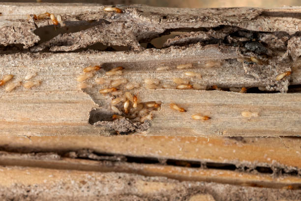 Best Pest Removal Services  in Bellmead, TX