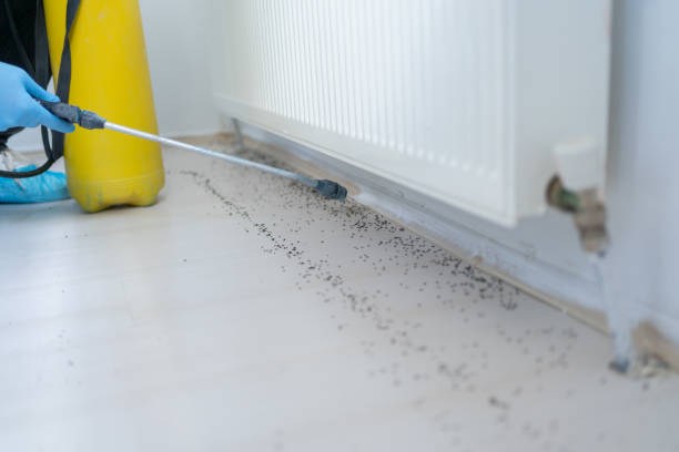 Trusted Bellmead, TX Pest Control Experts